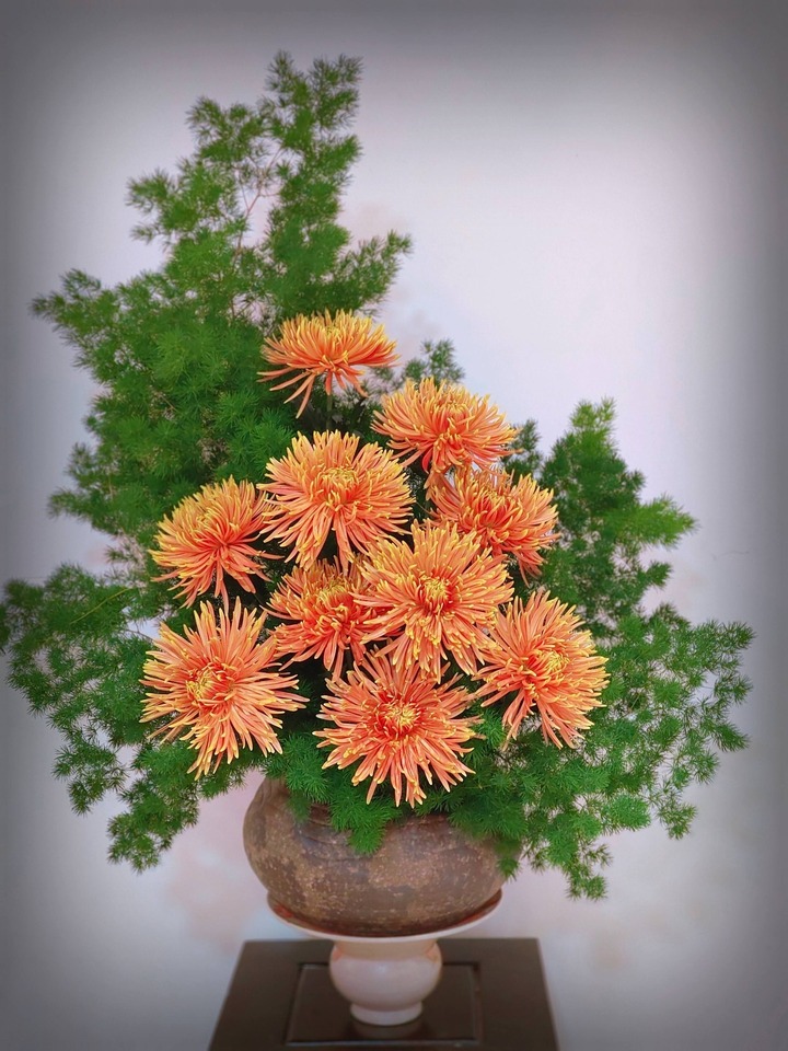 Cúc Pháo hoa cam cắm cùng tùng lá nho càng trở nên nổi bật.