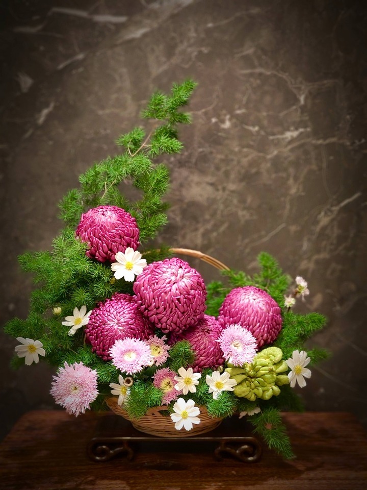 Cúc Twilight Plum Mum bông to, dáng tròn.