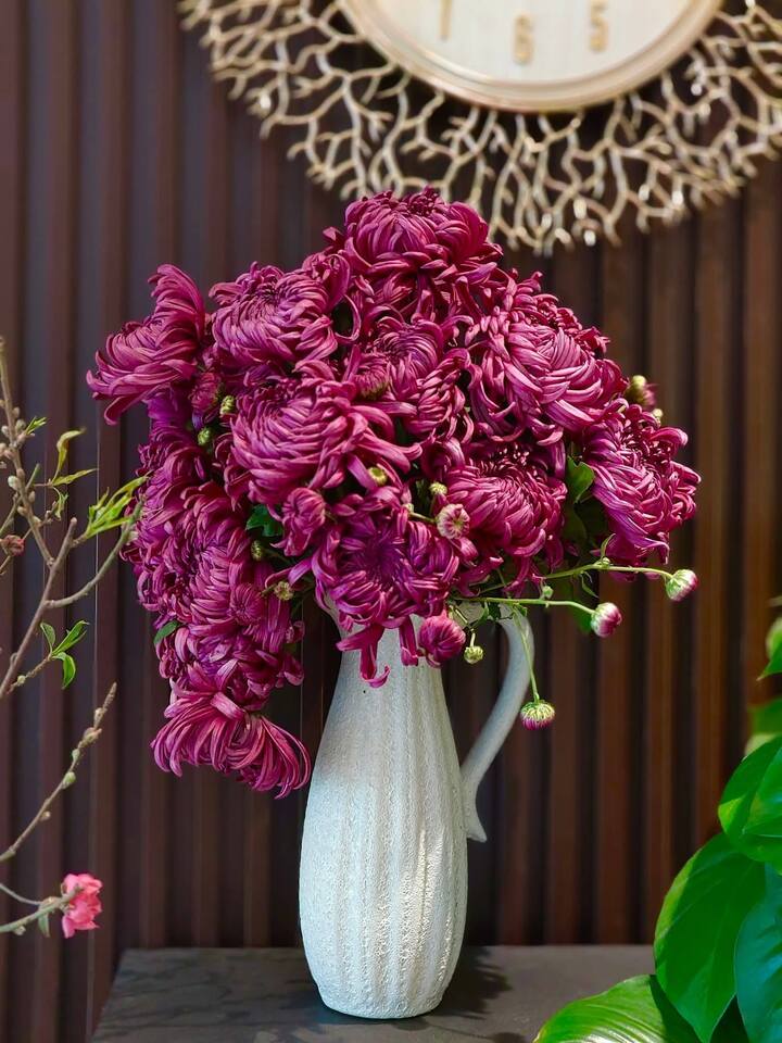 Cúc đại đoá tím cũng là dòng hiếm.