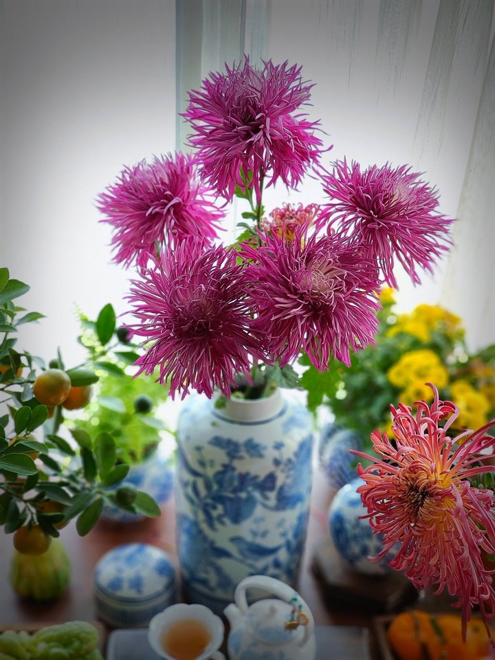 Cúc tím xoáy nhập khẩu, bông xoáy theo chiều kim đồng hồ, càng nở càng mất xoáy.