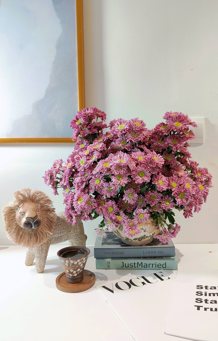 Cúc hồng vân gỗ có độ bền đến 20 ngày.