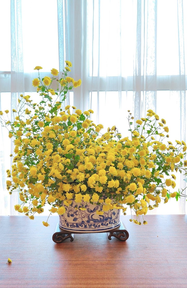 Hoa cúc chi có hương thơm sâu lôi cuốn, chuyên được dùng làm trà.