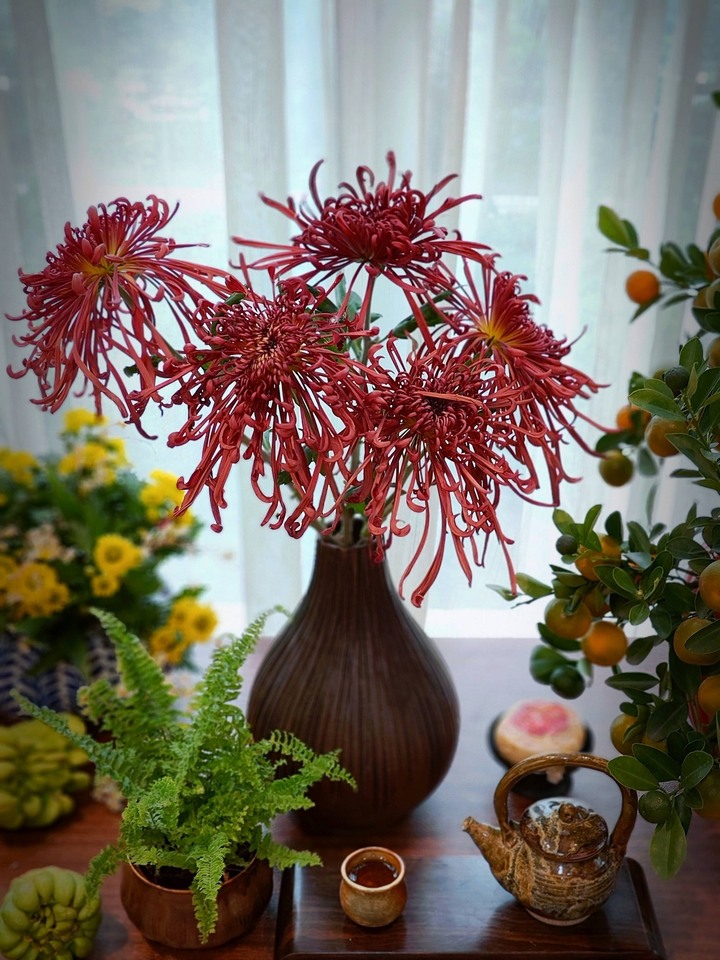 Dòng cúc cổ Khổng tước đỏ bông cũng khá to và rất hiếm.