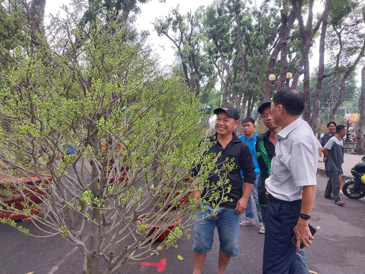 Các loại mai, đào giá cao khá kén khách mua.