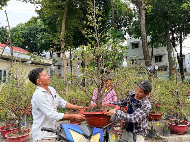 Mỗi ngày người chở thuê mai, đào có thể kiếm được tiền triệu.