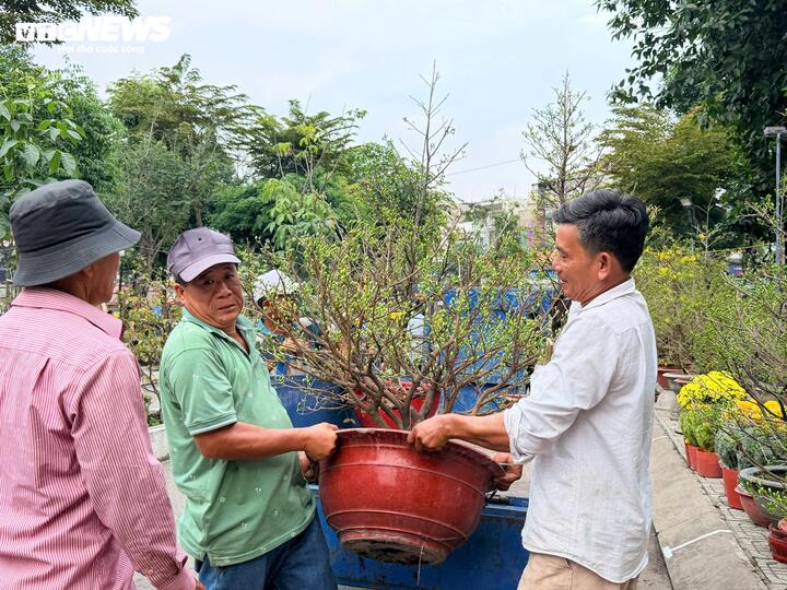 Dịch vụ chở thuê đào, mai dịp Tết cho thu nhập tốt.