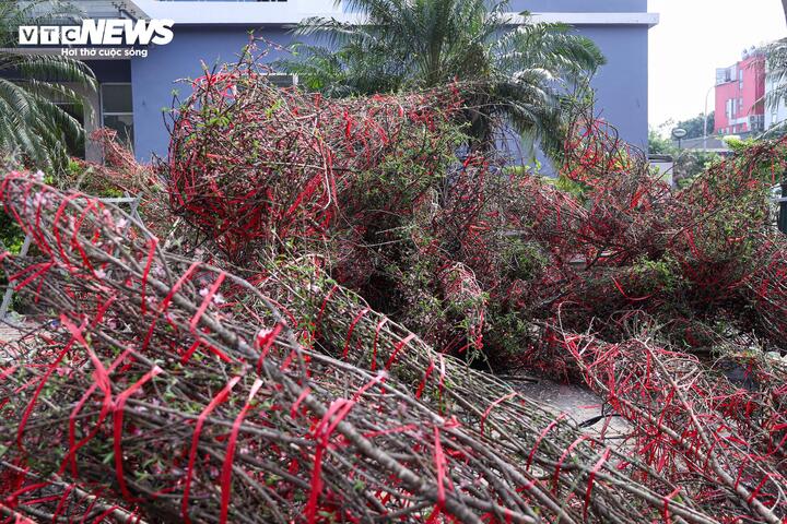 Nhập hơn 1.000 cành đào rừng để bày bán dịp Tết, anh Hùng – người kinh doanh cây cảnh trên phố Đền Lừ – cho biết: "Suốt cả mùa Tết, chúng tôi chỉ bán được hơn 300 cành, còn khoảng 700 cành chưa tiêu thụ. Thời tiết nắng nóng khiến đào nở gần hết, nên tôi đành thu dọn để về quê sớm”.