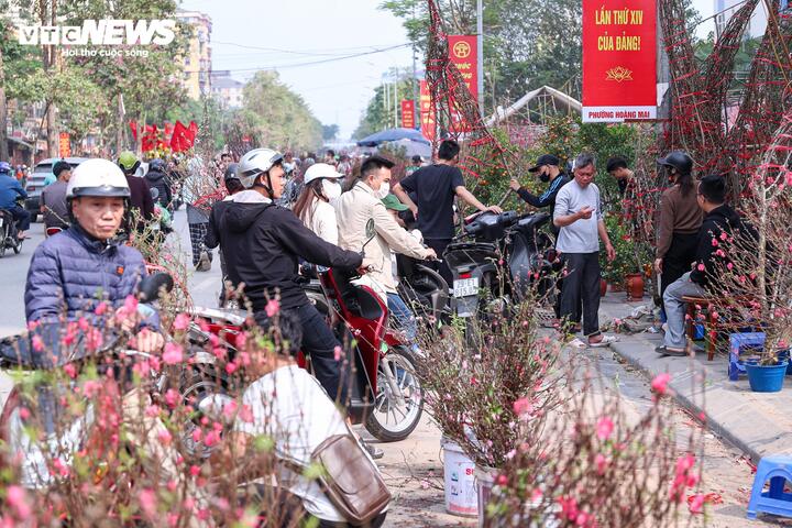 Chiều 16/2 (tức 29 Tết), tại nhiều tuyến phố như Tố Hữu, Lạc Long Quân, Đền Lừ..., tiểu thương đồng loạt “xả hàng”, giảm giá sâu nhiều loại cây cảnh như đào, quất, hoa lan, nhất chi mai, mai vàng để dọn dẹp về nhà. Một số người bán còn chặt bỏ cành đào nở rộ sớm do thời tiết nắng nóng, trong khi giá bán liên tục bị ép xuống thấp.