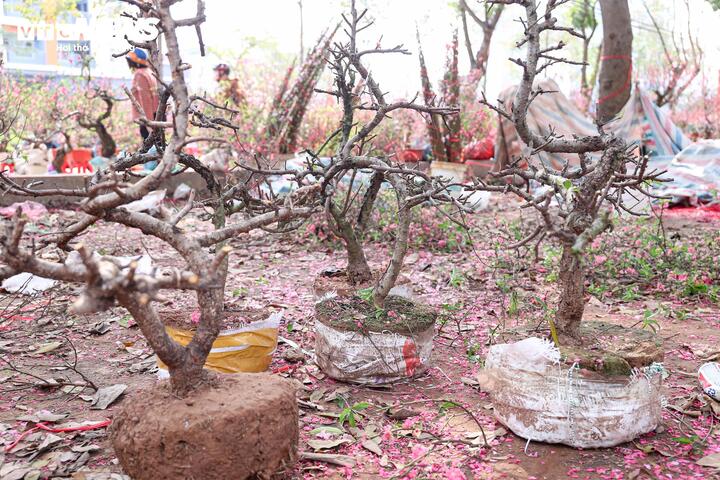 Chen chân mua đào, quất xả giá 'cắt lỗ' chiều 29 Tết ở Hà Nội - 7