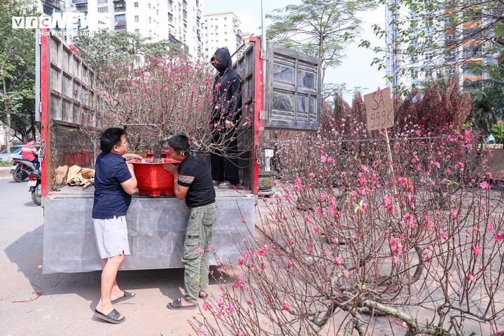 Chị Thảo, đến từ Thường Tín, cũng đang cùng người thân tất bật thu dọn, vận chuyển số đào còn lại về vườn. Chia sẻ với phóng viên, chị cho biết vườn nhà năm nay có hơn 800 gốc đào, chị cùng mẹ chia nhau bán tại Gia Lâm và phố Đền Lừ. Việc kinh doanh ế ẩm nhiều ngày nên tổng doanh thu chỉ hơn 15 triệu đồng, vừa đủ chi phí thuê điểm bán. “Thời tiết năm nay khắc nghiệt với người bán đào, hoa nở quá nhanh. Có tuần tôi ngồi bán cả ngày cũng chỉ được 2–3 cây”, chị Thảo nói.