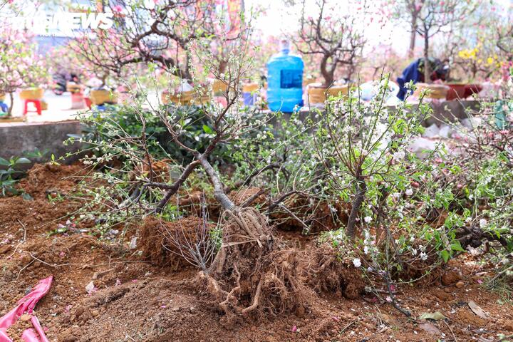 Chen chân mua đào, quất xả giá 'cắt lỗ' chiều 29 Tết ở Hà Nội - 10