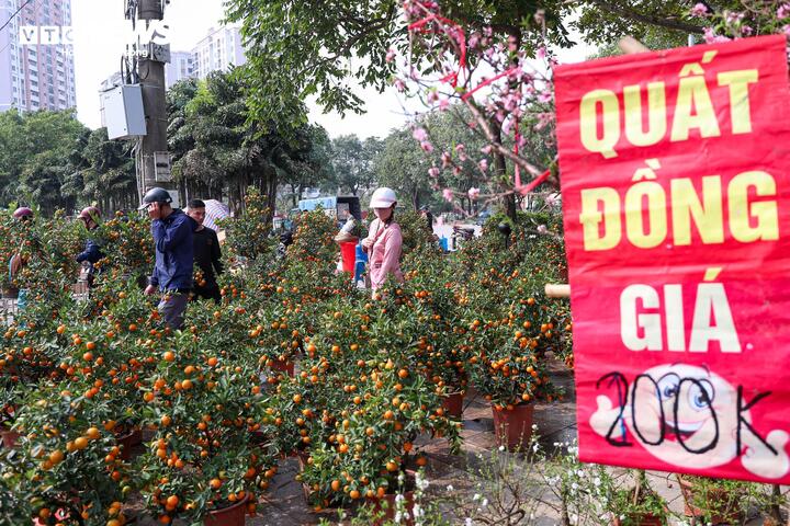 Một tiểu thương cho biết, dịp Tết năm nay chị nhập hơn 300 chậu quất để bán, đến chiều 29 Tết vẫn còn hơn 20 chậu. “Tôi liên tục hạ giá từ 300.000 đồng xuống 200.000 đồng, rồi còn 100.000 đồng/chậu. Có người trả 50.000 đồng tôi cũng bán nốt để thu dọn về sớm”, người này chia sẻ.