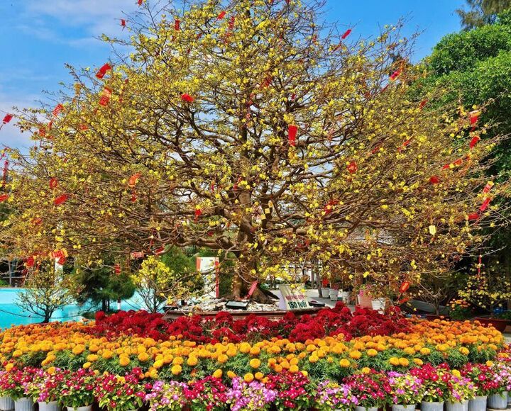 Cây mai cổ thụ 150 tuổi nở rộ, tượng trưng cho trường thọ và thịnh vượng, trở thành điểm hẹn của nhiều gia đình trong chuyến du xuân, cầu may những ngày đầu năm mới sắp tới.