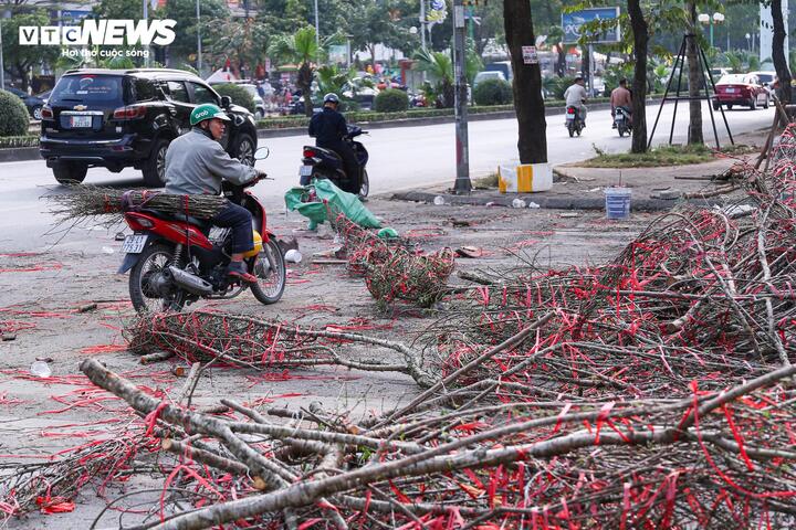 Nhặt nhạnh từng cành đào còn nụ, người đàn ông cho biết: “Trên đường về nhà, thấy nhiều cành đào bị vứt thành từng đống, tôi tranh thủ chọn những cành còn nụ mang về cắm chơi Tết, vừa có hoa lại đỡ lãng phí”.