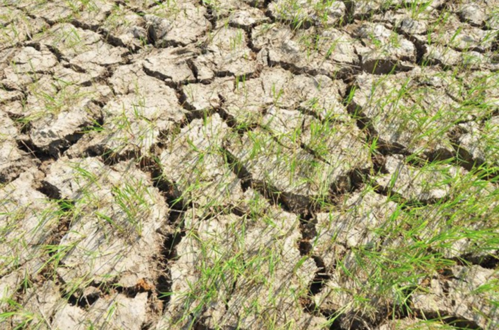 Trong mùa khô 2026, xâm nhập mặn tại khu vực Nam Bộ được dự báo duy trì ở mức cao.