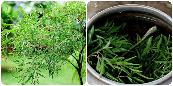 Nước lá đinh lăng tốt cho sức khoẻ nhưng không phải ai cũng nên uống