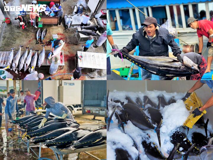 Được biết, Cảng cá và khu neo tàu tránh trú bão Tam Quan có diện tích mặt nước khoảng 70 ha, sức chứa 2.300 tàu cá (15 m trở lên), được xem là cảng cá và cửa biển lớn nhất Gia Lai, đồng thời là một trong những "thủ phủ" đánh bắt cá ngừ đại dương của miền Trung.