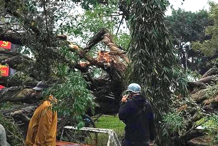 Hiện trường vụ cây đổ ở vườn hoa Lý Tự Trọng.