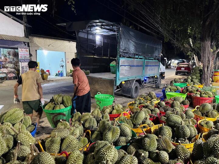 Giá sầu riêng tăng cao đầu tháng Giêng tạo không khí phấn khởi tại các điểm thu mua.