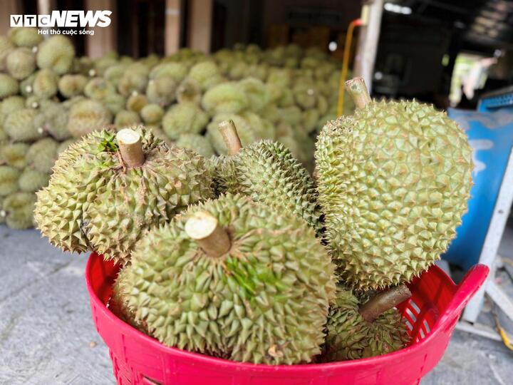 Giá sầu riêng đầu năm được đánh giá cao hơn nhiều so với cùng kỳ năm ngoái.