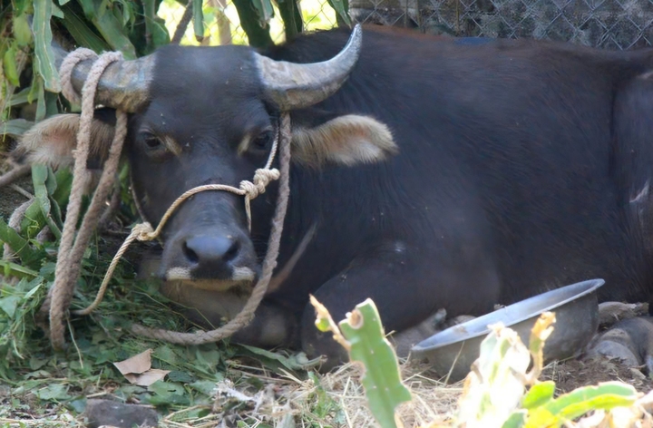 Trâu 'điên' húc 2 người ở xã biên giới Quảng Trị bị thương - 1