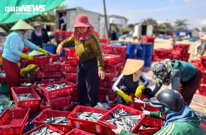 Những ngày sau Tết Nguyên đán Bính Ngọ 2026, khu vực ven bờ làng Châu Thuận Biển (xã Đông Sơn, tỉnh Quảng Ngãi) tràn ngập bầu không khí nhộn nhịp với cảnh mua bán hải sản tấp nập.