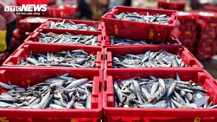 Hiện giá cá bán tại bến dao động từ 20.000-80.000 đồng/kg, tùy loại, chất lượng và thời điểm. Với mức giá này, sau khi trừ chi phí nhiên liệu, đá lạnh và nhu yếu phẩm, thuyền viên cũng "bỏ túi" bạc triệu mỗi ngày. “Tàu đi khoảng 9-10 người, trúng cá thì ai cũng có đồng ra đồng vào, đầu năm vậy là mừng lắm”, ngư dân Bùi Tín (trú xã Đông Sơn) vui vẻ chia sẻ..