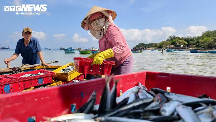 Cá nục được thương lái thu mua ngay khi tàu cập bờ.