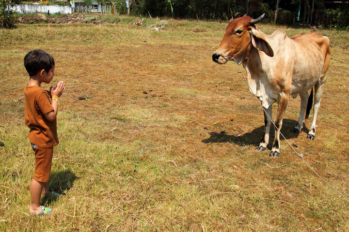 Nhiều người dân Thái Lan thể hiện lòng tôn kính với loài bò. (Ảnh: Flickr)