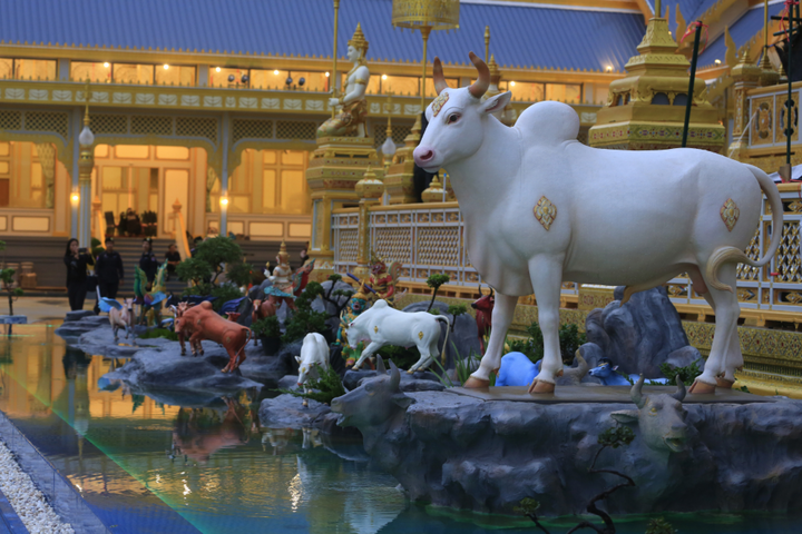 Bò có vị trí quan trọng trong văn hóa tín ngưỡng của người Thái Lan. (Ảnh: iStock)