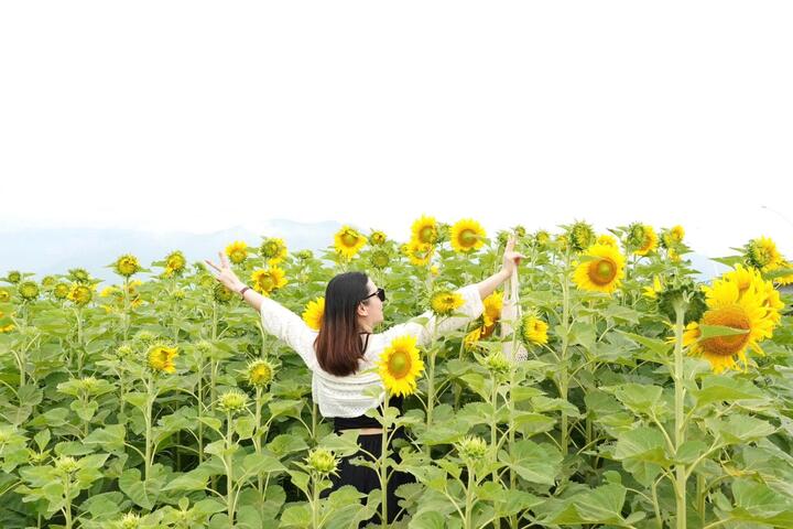 Mô hình trồng hoa hướng dương này là nỗ lực của UBND xã Vu Gia nhằm tìm hướng phát triển kinh tế phù hợp với điều kiện địa phương. Không chỉ mang lại giá trị cảnh quan và sản phẩm du lịch mới, cánh đồng hoa còn tạo sinh kế và việc làm thời vụ cho người dân xung quanh.