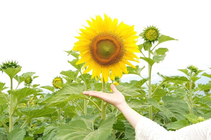 Vườn hoa nằm ngay dưới chân cầu, trải dài trên khu đất rộng hơn 1,3 hecta. Hàng vạn bông hướng dương đồng loạt bung nở, cánh hoa vàng óng vươn mình trong nắng, tạo nên khung cảnh rực rỡ, nổi bật giữa nền trời xanh trong. Nhìn từ xa, cánh đồng như một tấm thảm vàng khổng lồ, thu hút ánh nhìn của bất kỳ ai đi ngang qua khu vực cầu An Bình.