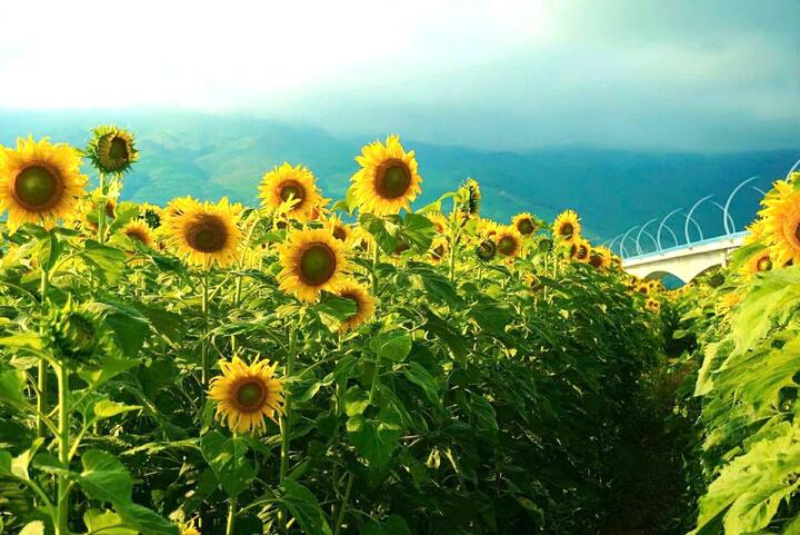 Ông Lê Phan Minh, Chủ tịch UBND xã Vu Gia, cho biết đây là mô hình nông nghiệp đa giá trị, tận dụng tối đa các bộ phận của cây để nâng cao hiệu quả kinh tế. Sau khi hoa tàn, thân và lá được thu hoạch, ủ làm thức ăn cho gia súc, với hàm lượng dinh dưỡng cao vượt trội so với nhiều loại cây thức ăn truyền thống. Hạt hướng dương còn có thể bán làm hạt giống hoặc ép lấy dầu thực vật, mang lại giá trị kinh tế cao.