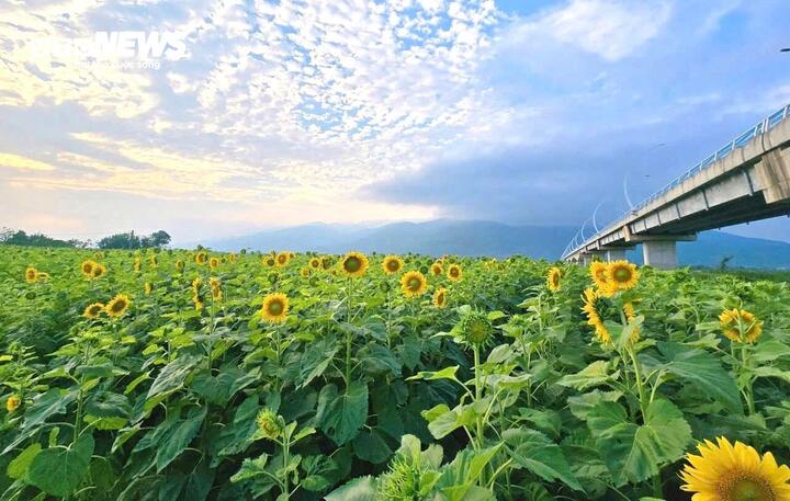 Những ngày sau Tết Nguyên đán Bính Ngọ 2026, khu vực dưới chân cầu An Bình (thuộc thôn Lâm Yên, xã Vu Gia, TP Đà Nẵng) bỗng trở thành điểm hẹn rực rỡ sắc vàng khi hoa hướng dương vào độ nở rộ. Từ sáng sớm đến chiều muộn, từng dòng người nườm nượp đổ về đây tham quan, chụp ảnh, tạo nên không khí nhộn nhịp hiếm thấy ở một vùng quê vốn yên bình.
