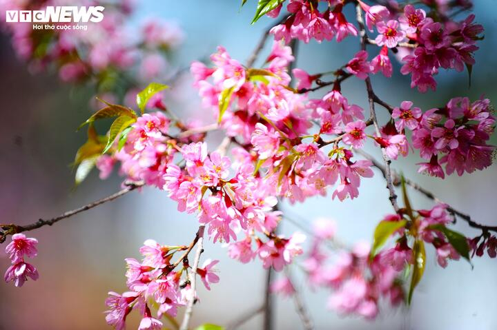 Nhiều người vẫn quan tâm đến lịch tiết khí cũng như thời điểm bắt đầu, kết thúc của từng tiết khí. (Ảnh minh họa: Thiên Trang)