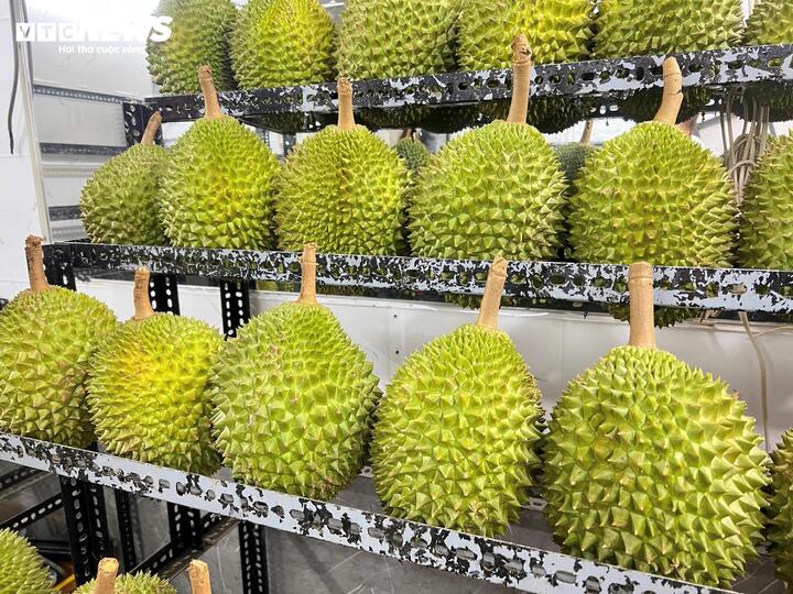 Sầu riêng Musang King được bày bán tại các cửa hàng ở TP.HCM với giá cao, trong khi giá thu mua tại vườn đang giảm mạnh.