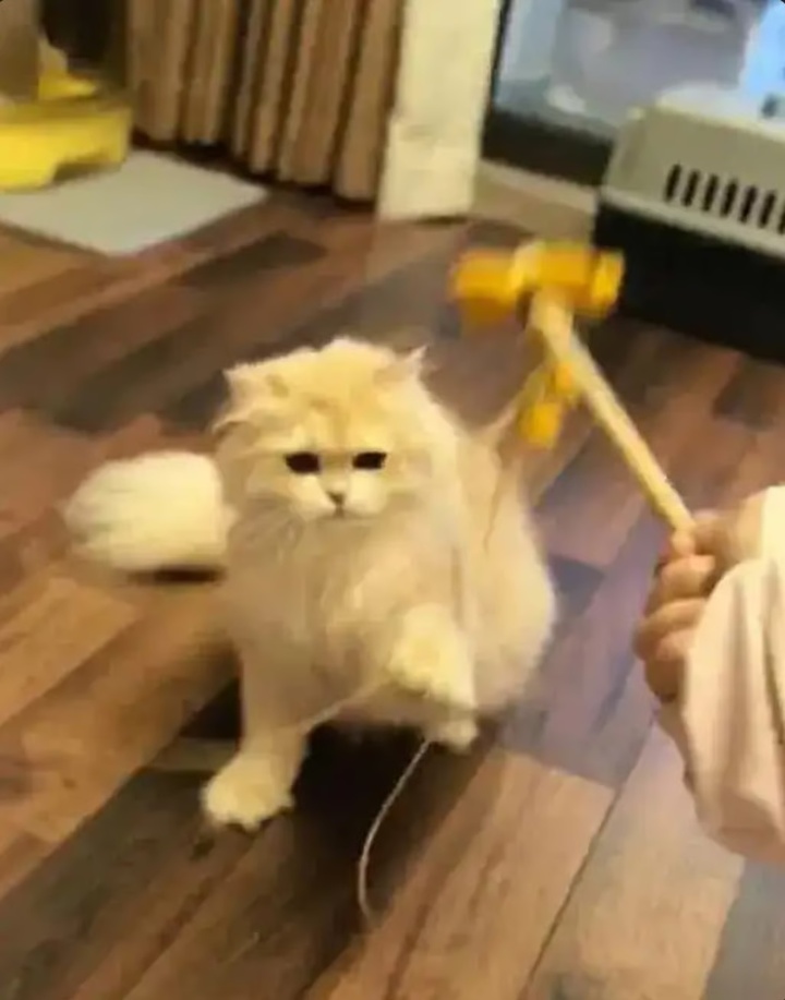 Trong số rất nhiều dịch vụ được cung cấp, có dịch vụ vui chơi với mèo. (Ảnh: Baidu)