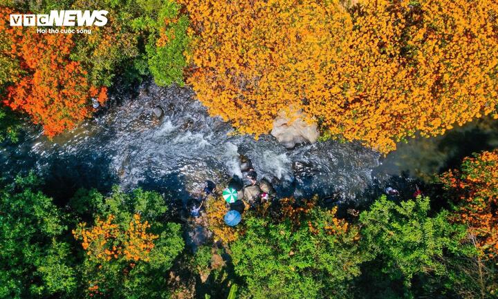 Tháng 3, vùng suối Tà Má (xã Vĩnh Thịnh, tỉnh Gia Lai) khoác lên mình một tấm áo mới - sắc cam đỏ của hoa trang rừng.