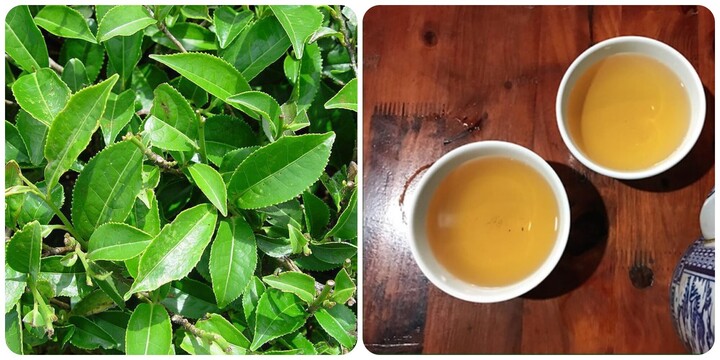 Uống nước trà xanh tươi đúng cách rất tốt cho sức khỏe