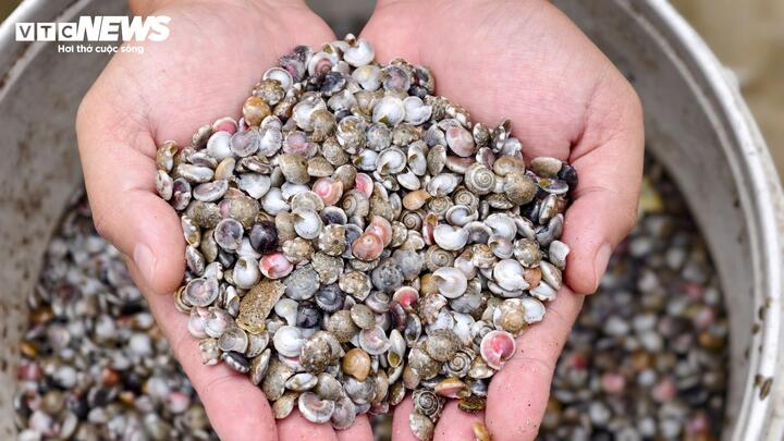 Đặc biệt, ốc gạo không bán theo ký mà tính theo bao, mỗi bao khoảng 100 kg. Tùy kích cỡ, giá dao động 2-3 triệu đồng/bao. Ốc sau khi được thu mua chủ yếu là vận chuyển đi tiêu thụ ở Đà Nẵng, Huế... Bình quân, mỗi thuyền cào được 3-5 bao/ngày. Sau khi trừ chi phí nhiên liệu, mỗi lao động thu về 1-3 triệu đồng, đây là mức thu nhập đáng mơ ước ở những vùng bãi ngang ven biển.