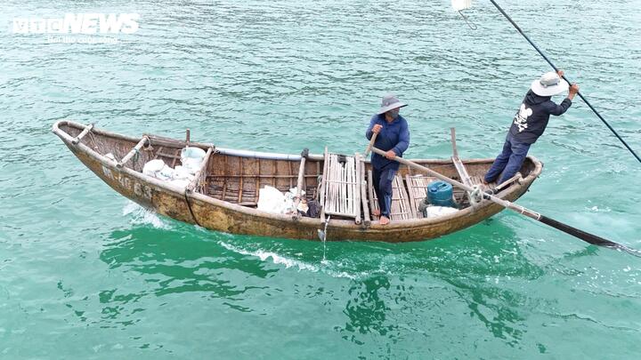 Những ngày này, khoảng 2 giờ sáng, các ghe máy bắt đầu nhổ neo. Mỗi ghe thường có từ hai đến ba người, ra khu vực biển cách bờ vài trăm mét, nơi có độ sâu khoảng 5–7 mét (môi trường sinh sống lý tưởng của ốc gạo).