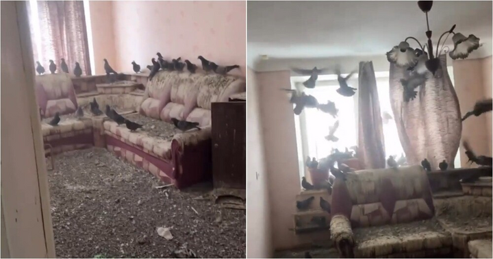 Chỉ vì quên đóng cửa sổ, người đàn ông bị chim bồ câu làm tổ trong nhà mình.