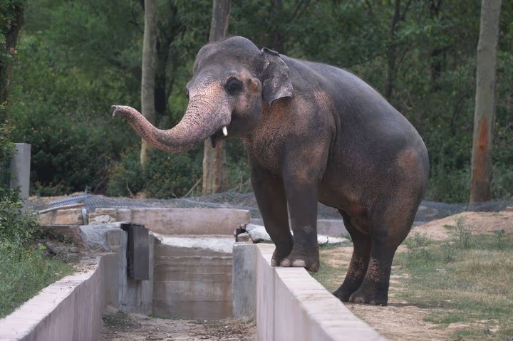 Phán quyết lịch sử đưa chú voi bị xích nhiều thập kỷ đến khu bảo tồn mới. (Ảnh: Getty Images)