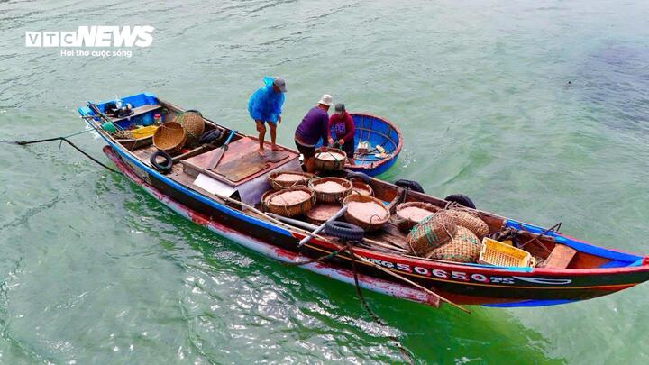 Sau Tết Nguyên đán 2026, khi nhiều địa phương ven biển bước vào vụ đánh bắt xa bờ đầu năm, ngư dân xã Đông Sơn, tỉnh Quảng Ngãi lại đón tin vui khi liên tiếp trúng đậm ruốc biển gần bờ.