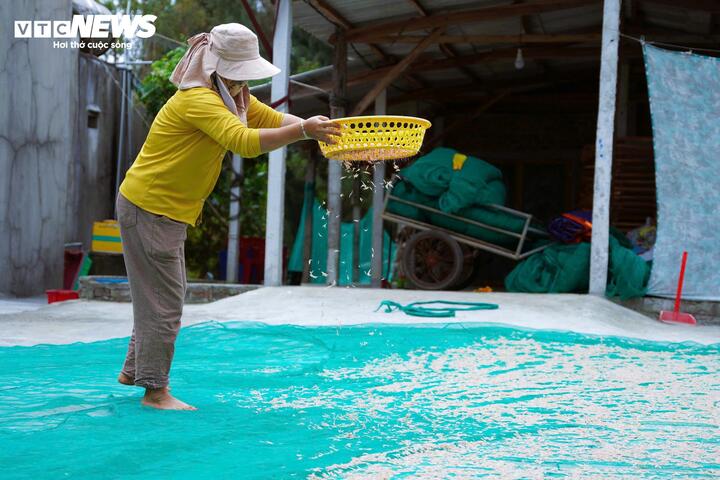 Không chỉ ngư dân trực tiếp đánh bắt được hưởng lợi, mùa ruốc còn tạo thêm việc làm cho nhiều lao động ven biển. Phụ nữ và người lớn tuổi tham gia các công đoạn sàng lọc, rửa và phơi ruốc. Dọc theo bãi biển, những tấm lưới và bạt lớn được trải ra để phơi ruốc dưới nắng, tạo nên khung cảnh đặc trưng của làng biển mỗi khi vào vụ.