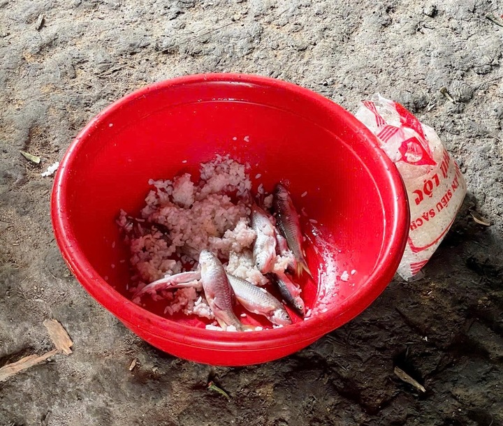 3 học sinh ở Đà Nẵng nghi ngộ độc sau khi ăn cá ủ chua. (Ảnh minh hoạ)