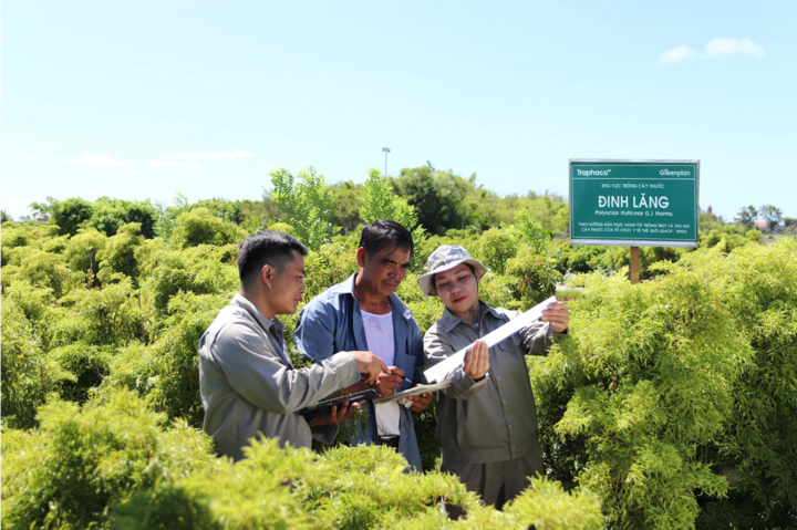 Traphaco sở hữu vùng trồng Đinh lăng đạt chuẩn GACP-WHO Ninh Bình, Phú Thọ, Thái Nguyên, Đắk Lắk.