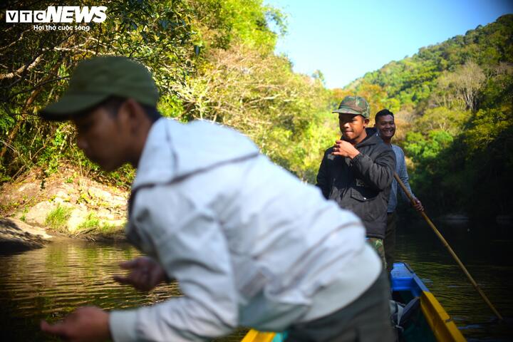 Theo các thanh niên trai tráng người K'Ho, loài cá suối này bắt đầu xuất hiện nhiều vào tháng 2 và tháng 3. Muốn tìm thấy loài cá này, mọi người phải chèo ghe ngược dòng Krông Nô rồi thả lưới ở những đoạn suối, thác có địa hình hiểm trở.