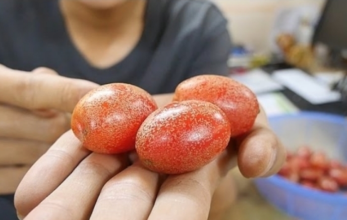 Quả nhót có vị chua, chát, tính bình, thường được dùng với tác dụng thu liễm, giảm ho suyễn và cầm máu. (Ảnh minh hoạ)