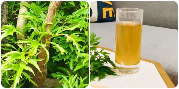 Nước lá đinh lăng rất tốt cho sức khỏe nếu sử dụng đúng cách